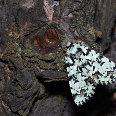 Moma alpium (šípověnka dubová), PP Střelický les