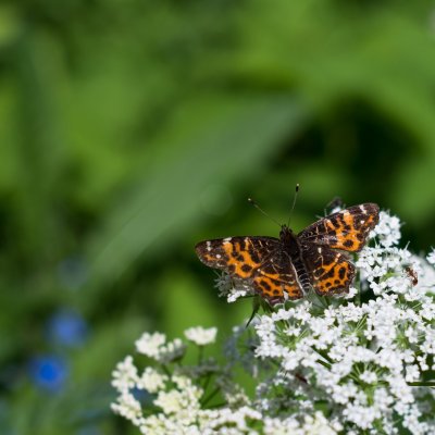 Araschnia levana (babočka síťkovaná), PP V chaloupkách