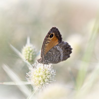 Arethusana arethusa (okáč kostřavový), PP Černice