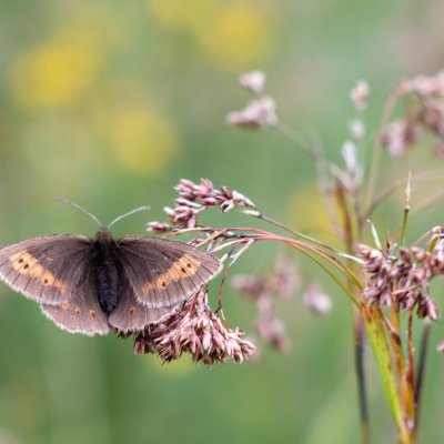 okáč, SK, Zadné Meďodoly, Tatry