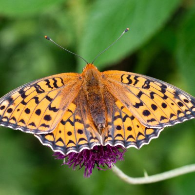 Argynnis aglaja (perleťovec velký), HR, Babić Siča, Velebit