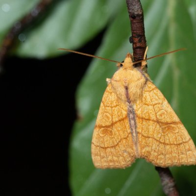 Tiliacea citrago (zlatokřídlec lipový), Kývalka