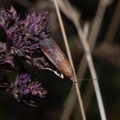 Uncinus obductella (-), Lysá hora u Ochozu