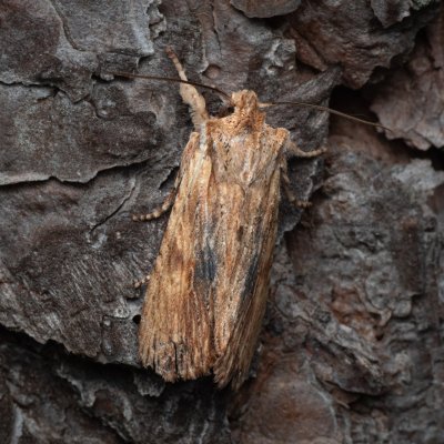 Lithophane socia (dřevobarvec stromový), PR Studnické louky