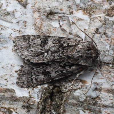 Acronicta auricoma (šípověnka jívová), PR Pavlovské mokřady