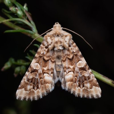 Hadena irregularis (můra ušnicová), NPP Váté písky