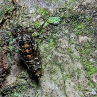 Agriopis aurantiaria (tmavoskvrnáč zlatavý), Žebětín
