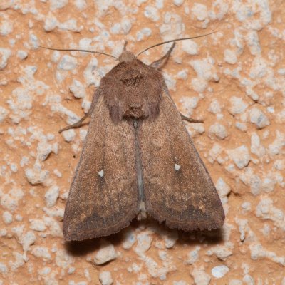 Mythimna albipuncta (plavokřídlec bělotečný), IT, Kuens, Jižní Tyrolsko