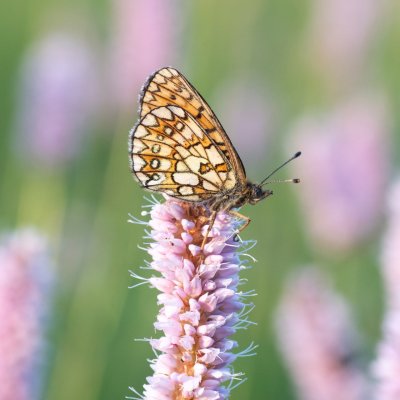 Boloria eunomia (perleťovec mokřadní), PP Pohoří na Šumavě