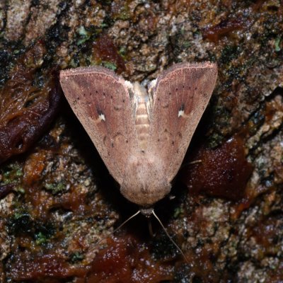 Mythimna ferrago (plavokřídlec bledoskvrnný), Hády - Ruženin lom