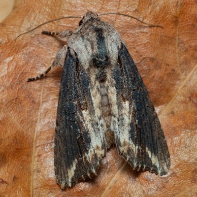 Egira conspicillaris (můra trávová), PP Kavky