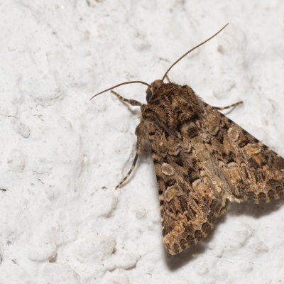 Hadena syriaca (-), HR, Jablanac