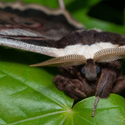 Saturnia pyri (martináč hrušňový), PR Kamenný vrch