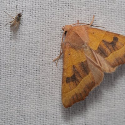 Atethmia centrago (zlatokřídlec jasanový), Hornek