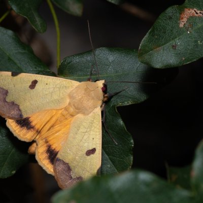 Ophiusa tirhaca (hnědopáska pistáciová), HR, Jablanac