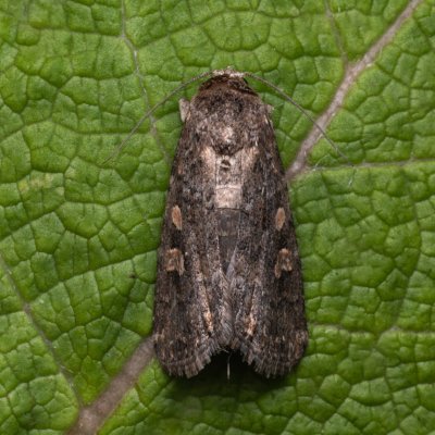Spodoptera exigua (blýskavka červivcová), PP Kamenice u Hlohovce
