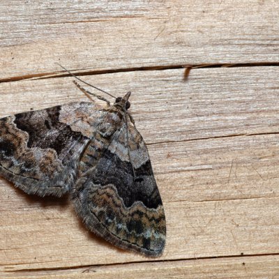 Xanthorhoe quadrifasiata (píďalka prvosenková), Devět křížů