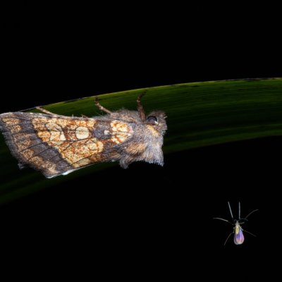 Gortyna flavago (šedavka diviznová), PP Bobrava