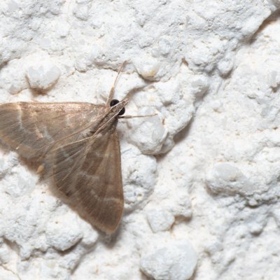 Ecpyrrhorrhoe diffusalis (-), HR, Jablanac