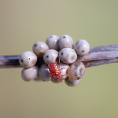 Macrothylacia rubi (bourovec ostružiníkový), PP Skalky u Sedlece
