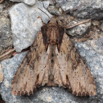 Apamea crenata (šedavka lemovaná), PP Prameniště Pohořského potoka