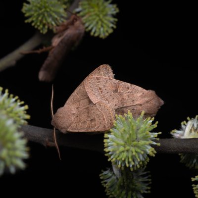 Orthosia cerasi (jarnice lipová), Kývalka