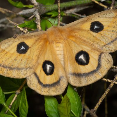 Aglia tau (martináč bukový), Žebětín