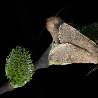 Orthosia cruda (jarnice menší), Žebětín
