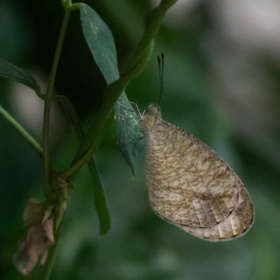 Leptosia nina (-), TH, Khao Sok