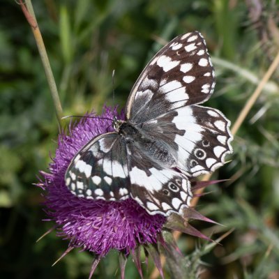 Melanargia larissa (-), HR, Cesarica