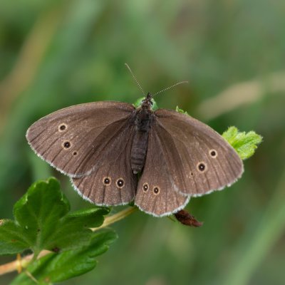 Aphantopus hyperanthus (okáč prosíčkový), SK, Štôla
