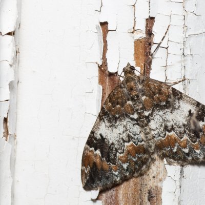 Dysstroma truncata (píďalka borůvková), SK, Štôla