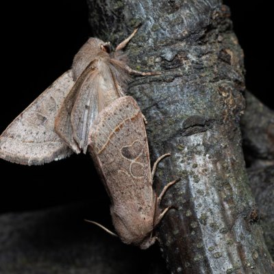 Orthosia cerasi (jarnice lipová), Žebětín