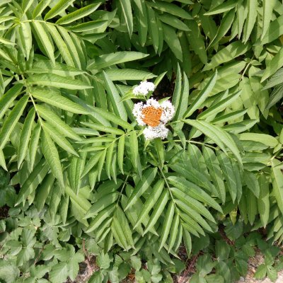 Argynnis paphia (perleťovec stříbropásek), Adamov