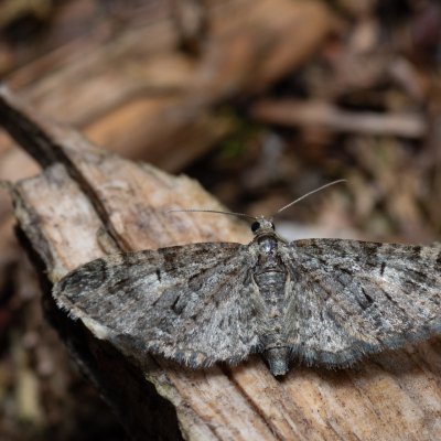 Eupithecia abbreviata (píďalička jarní), Helenčina studánka