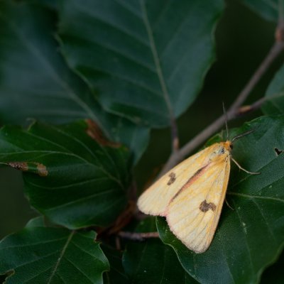 Diacrisia sannio (přástevník chrastavcový), Podkomorské lesy