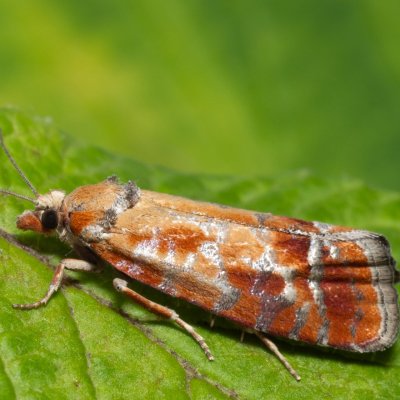 Rhyacionia buoliana (obaleč prýtový), PR Turold