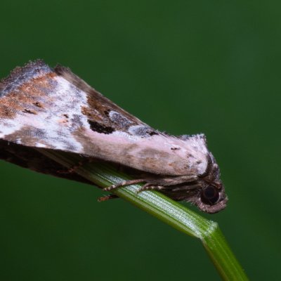 Elaphria venustula (blýskavka narůžovělá), Žebětín