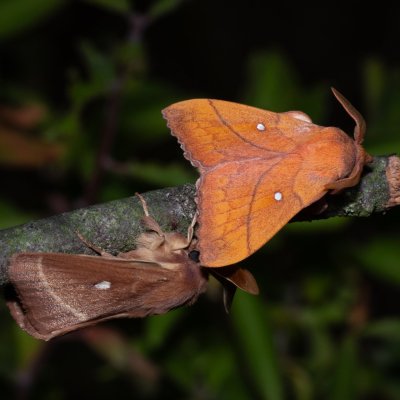Lasiocampa trifolii (bourovec jetelový), Odonestis pruni (bourovec švestkový), PP Na cvičišti