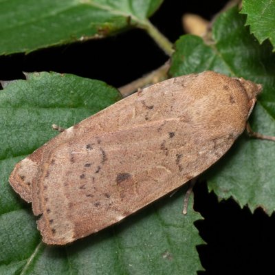 Noctua comes (osenice prvosenková), Žebětín