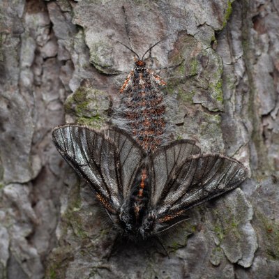 Lycia isabellae (drsnokřídlec modřínový), Žebětín