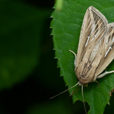 Mythimna l-album (plavokřídlec bílé L), Žebětín