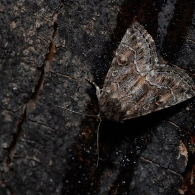 Thalpophila matura (blýskavka travní), HR, Jablanac