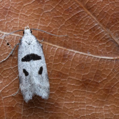 Mirificarma cytisella (-), PP Kamenný vrch u Kurdějova