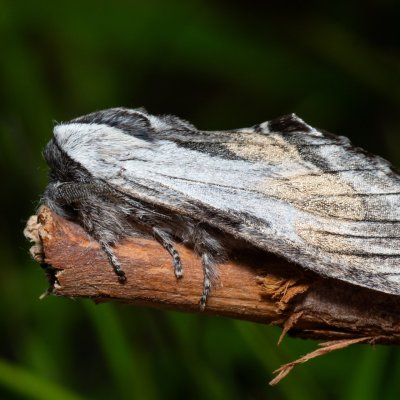 Harpyia milhauseri (hřbetozubec Milhauserův), Hády