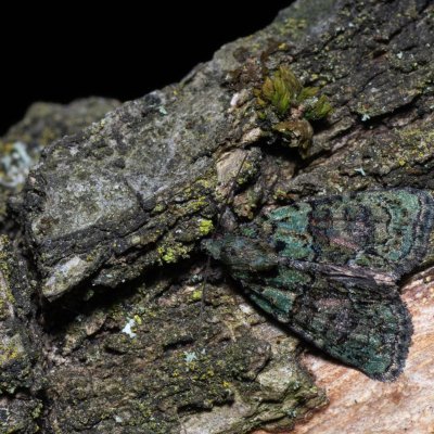 Cryphia algae (šípověnka lipová) , Lysá hora u Ochozu