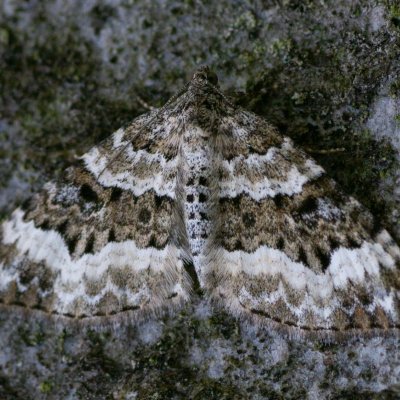 Epirrhoe alternata (píďalka obecná), Křtiny