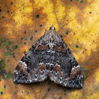 Dysstroma citrata (píďalka jahodníková), NPR Radostínské rašeliniště