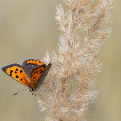 Lycaena phlaeas (ohniváček černokřídlý), Háječný kopec, Dukovany