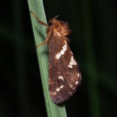 Phymatopus hecta (hrotnokřídlec lesní), NPR Radostínské rašeliniště